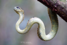 Atheris hispida, Uganda, Rough-scaled Bush Viper, Dragon, Matthieu Berroneau