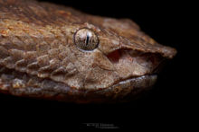 Bornean Palm Pit Viper, Trimeresurus borneensis, Bornéo, Matthieu Berroneau