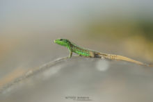 Iberian Rock Lizard, Iberolacerta monticola cantabrica, Espagne, Spain, Matthieu Berroneau