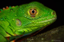 Iguana iguana, Guyane, Iguane commun, Common Iguana, French Guiana, Iguane vert, Green iguana
