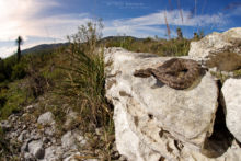 black-tailed horned pitviper, Mexican Black-tailed Pit Viper, Mixcoatlus melanurus, Mexique, Mexico, Matthieu Berroneau
