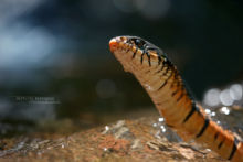 Culebra Arroyera de Cola Negra, Central American Indigo Snake, Drymarchon melanurus, Mexique, Mexico, Matthieu Berroneau