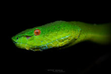 Trimeresurus sabahi, Bornéo, Matthieu Berroneau, Sabah Pit Viper