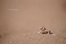Stenodactylus mauritanicus, Maroc, Matthieu Berroneau, gecko, Northern Elegant Gecko, gaping, open mouth, Morocco