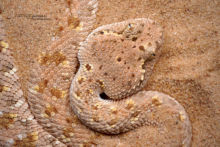 Cerastes gasperettii mendelssohni, IsraëlArabian Horned Viper, Achan Gadol, Israel, Matthieu Berroneau