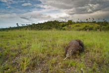 Varanus komodoensis, Varan de Komodo, Komodo Dragon, Matthieu Berroneau, Dragon, Komodo