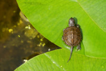 Cistude d'Europe, Emys orbicularis, Matthieu Berroneau, European Pond Terrapin, juvénile, young, nénufar