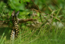 Vipera aspis, Vipère aspic, Asp viper, Vibora, France, Matthieu Berroneau, combat de mâles, combat, fight, reproduction, Vipera aspis zinnikeri