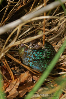 Natrix maura, Lepomis gibbosus, Natrix maura, Viperine snake, couleuvre vipérine, Matthieu Berroneau, predation, poisson, fish, capture