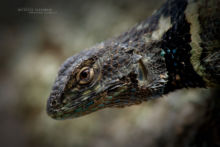 Lagartija Espinosa de Collar, Sceloporus torquatus, Mexique, Mexico, Matthieu Berroneau