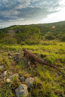 Varanus komodoensis, Varan de Komodo, Komodo Dragon, Matthieu Berroneau, Dragon, Komodo