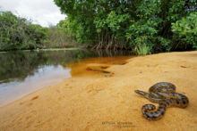 Anaconda, Eunectes murinus, Guyane, French Guiana, Green Anaconda, Matthieu Berroneau