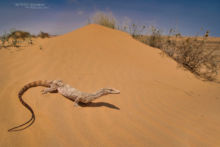 Monitor Desert, Varan du désert, Varanus griseus, Israël, Israel, Matthieu Berroneau