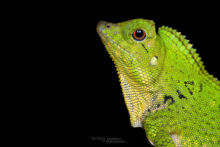 Doria's Angle-headed Lizard, Gonocephalus doriae, Borneo, Malaysia, Malaisie, Matthieu Berroneau