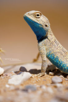 Trapelus savignii, Egyptian Sand Agama, Hardon Holot, Israël, Israel, Agame