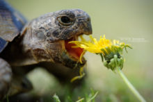 Testudo graeca, Tortue mauresque, Tortue grecque, eating, flower