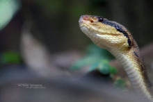 Lachesis stenophrys, Central American bushmaster, Matabuey, Bush master, Costa Rica, Matthieu Berroneau