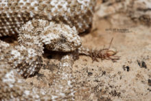 Pseudocerastes urarachnoides, Spider-tailed horned viper, Vipère à queue d'araignée, Iran, Matthieu Berroneau