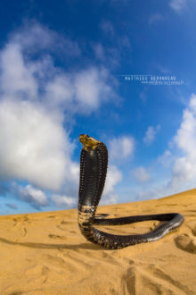 Naja haje legionis, Cobra égyptien, Egyptian cobra, Morocco, Maroc, Desert, sable, Matthieu Berroneau