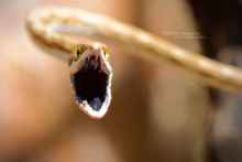 Mexican vine snake, Oxybelis aeneus, Bejuca, Vine snake, Costa Rica, Matthieu Berroneau