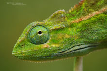 caméléon, Elliot's Groove-throated Chameleon, Trioceros ellioti, Uganda, Afrique, Matthieu Berroneau