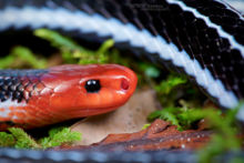 Blue Malayan Coral Snake, Calliophis bivirgatus tetrataenius, Bornéo, Malaysia, Malaisie