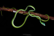 Ahaetulla prasina, Vine snake, Malaysia, Malaisie, Oriental whip snake, whip snake