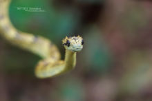 Atheris hispida, Uganda, Rough-scaled Bush Viper, Dragon, Matthieu Berroneau