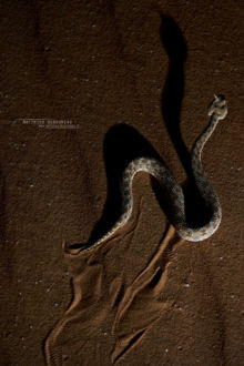 Cerastes cerastes, Vipère à cornes, Saharan horned viper, Matthieu Berroneau, Israel, shadow, ombre, déplacement, trace, track