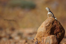 Böhme's Agama, Trapelus boehmei, Maroc, Morocco, Matthieu Berroneau