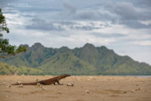 Varanus komodoensis, Varan de Komodo, Komodo Dragon, Matthieu Berroneau, Dragon, Komodo