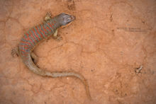 Eumeces algeriensis, Algerian Orange-Tailed Skink, Maroc, Morocco, Matthieu Berroneau