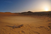 Bosk's Fringe-Fingered Lizard, Shnunit Nehalim, Acanthodactylus boskianus asper, Israël, Israel, Matthieu Berroneau