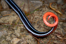 Blue Malayan Coral Snake, Calliophis bivirgatus tetrataenius, Bornéo, Malaysia, Malaisie