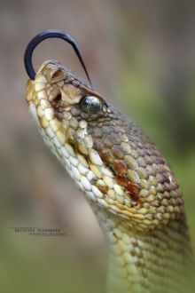 Crotalus basiliscus, Cascabel del Pacífico, Mexican West Coast Rattlesnake, Matthieu Berroneau, Mexico, Méxique, tong, langue, queue, sonnette, rattle