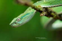 Coffee Palm Viper, Lora venenosa, Bothriechis lateralis, Costa Rica, Matthieu Berroneau