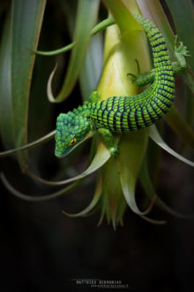 Abronia graminea, Arboreal Alligator Lizard, Lagarto de las bromelias, Mexico, Matthieu Berroneau