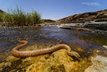 Natrix maura, Viperine snake, couleuvre vipérine, Matthieu Berroneau, Maroc, Morocco