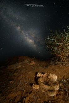 Cerastes cerastes, Vipère à cornes, Saharan horned viper, Matthieu Berroneau, Maroc, Morocco, étoile, star, nuit, ciel, night, sky, voie lactée, milky way