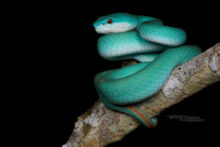 Trimeresurus insularis, vipère bleue, Blue White-lipped Island Pitviper, Komodo, blue, bleu, Matthieu Berroneau