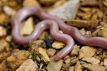 Typhlops vermicularis, Typhlops vermiculaire, Grèce, Greece, Matthieu Berroneau, Xerotyphlops vermicularis