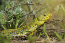 Timon lepidus, Lézard ocellé, Ocellated lizard, France, Lagarto ocellado