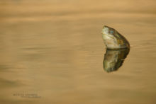 Spanish pond turtle, Mauremys leprosa, Emyde lépreuse, Maroc, Morocco, Matthieu Berroneau, oeil bleu, blue eye, Spanish Terrapin, Morocco, Maroc, saharica