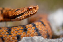 Vipera aspis, Vipère aspic, Asp viper, Vibora, France, Matthieu Berroneau, eye, oeil, macro, rouge, red