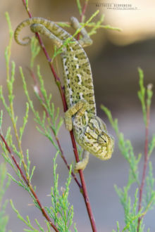 Mediterranean Chameleon, Caméléon européen, Chamaeleo chamaeleon, Maroc, Morocco, Matthieu Berroneau