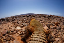 Uromastyx nigriventris, Moroccan Spiny-tailed Lizard, Fouette queue du Maroc, Maroc, Morocco, Matthieu Berroneau