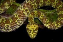 Protobothrops mangshanensis, Mangshan pit-viper, China, chine, Matthieu Berroneau