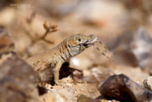 Desert Lizard, Mesalina bahaeldini, Israël, Israel, Matthieu Berroneau, predation, grasshopper, insect, insecte, mantis