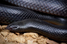 Israeli Mole Viper, Atractaspis engaddensis, israël, Matthieu Berroneau