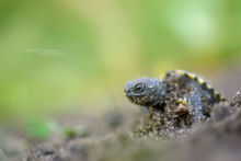 Cistude d'Europe, Emys orbicularis, Matthieu Berroneau, European Pond Terrapin, egg, pond, oeuf, naissance, éclosion